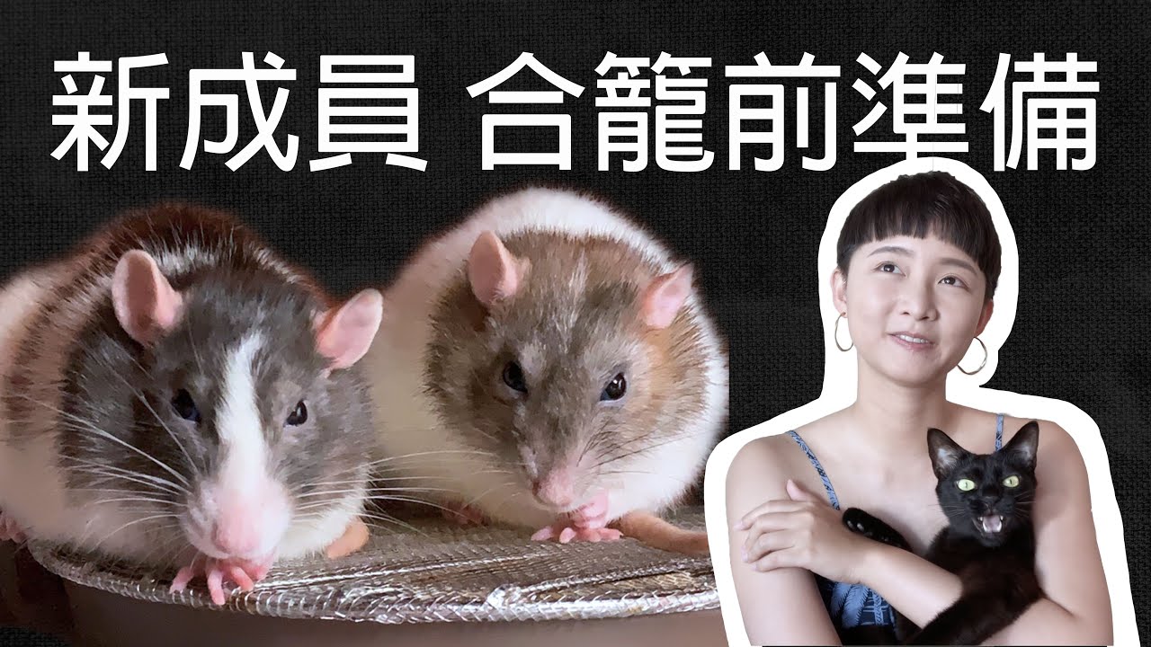 新成員合籠前準備 大鼠合籠 方格子 新成員合籠前準備 大鼠合籠 方格子