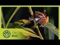 Love On The Reeds - Insects &amp; Reptiles S1E01 - Go Wild