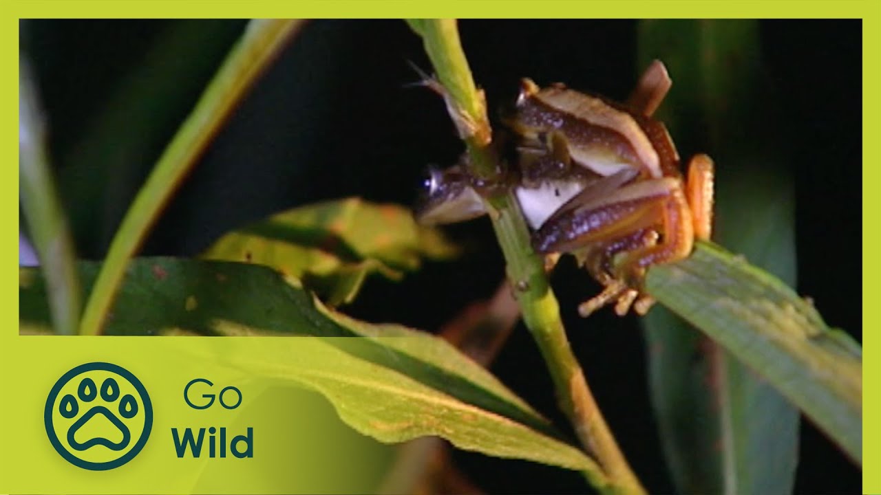 Love On The Reeds - Insects & Reptiles S1E01 - Go Wild