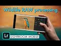 Wildlife RAW photo processing in Lightroom CC Mobile । Lightroom Tutorial in Hindi