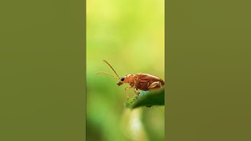 Camera ❌ Mobile ✅ Improve Your Macro Photography📱#smartphone #adcom #macrophotography #viral