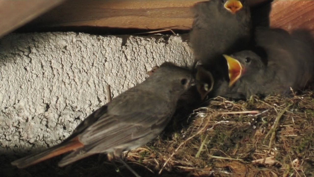 namibia wildlife sanctuary European black redstart family