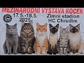 Mezinárodní výstava koček - 17-18. 5. 2025 - Chrudim