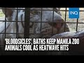 &#39;Bloodsicles&#39;, baths keep Manila Zoo animals cool as heatwave hits