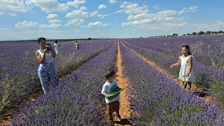 Paseo por los campos de lavanda en Brihuega