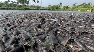 MAGUR LAPAR ! Million of Hungry Hybrid Magur Eating Pellet Grains