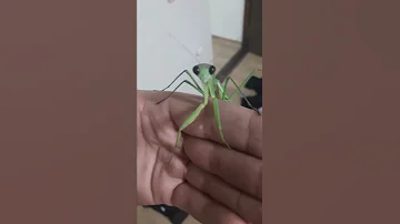 богомол домой залетел