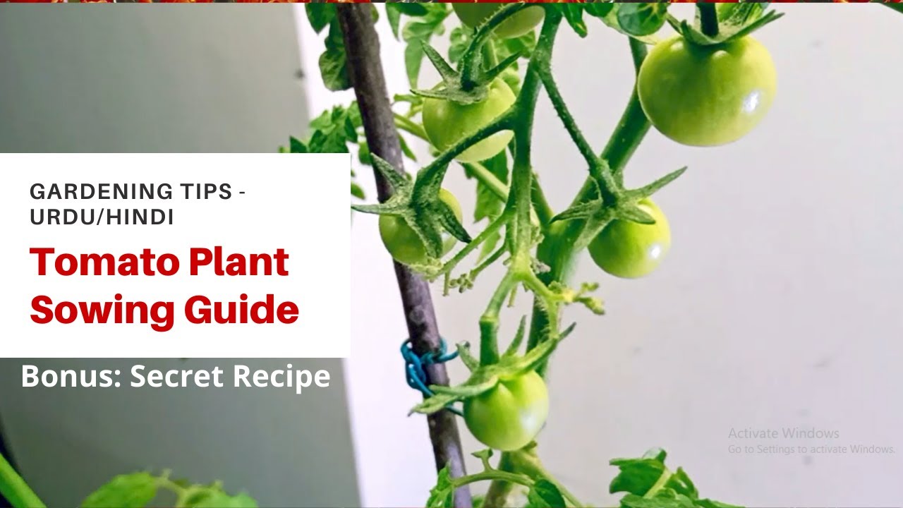 How to grow Tomatoes at home in Urdu/Hindi | From seeds to harvest secret tips - YouTube