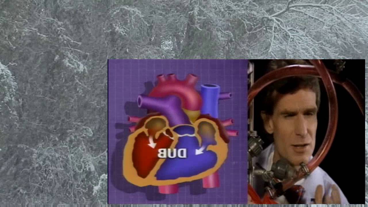 bill-nye-the-science-guy-s02e03-blood-circulation-youtube