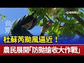 杜蘇芮颱風逼近 農民展開 防颱搶收大作戰 杜蘇芮颱風逼近 農民展開 防颱搶收大作戰