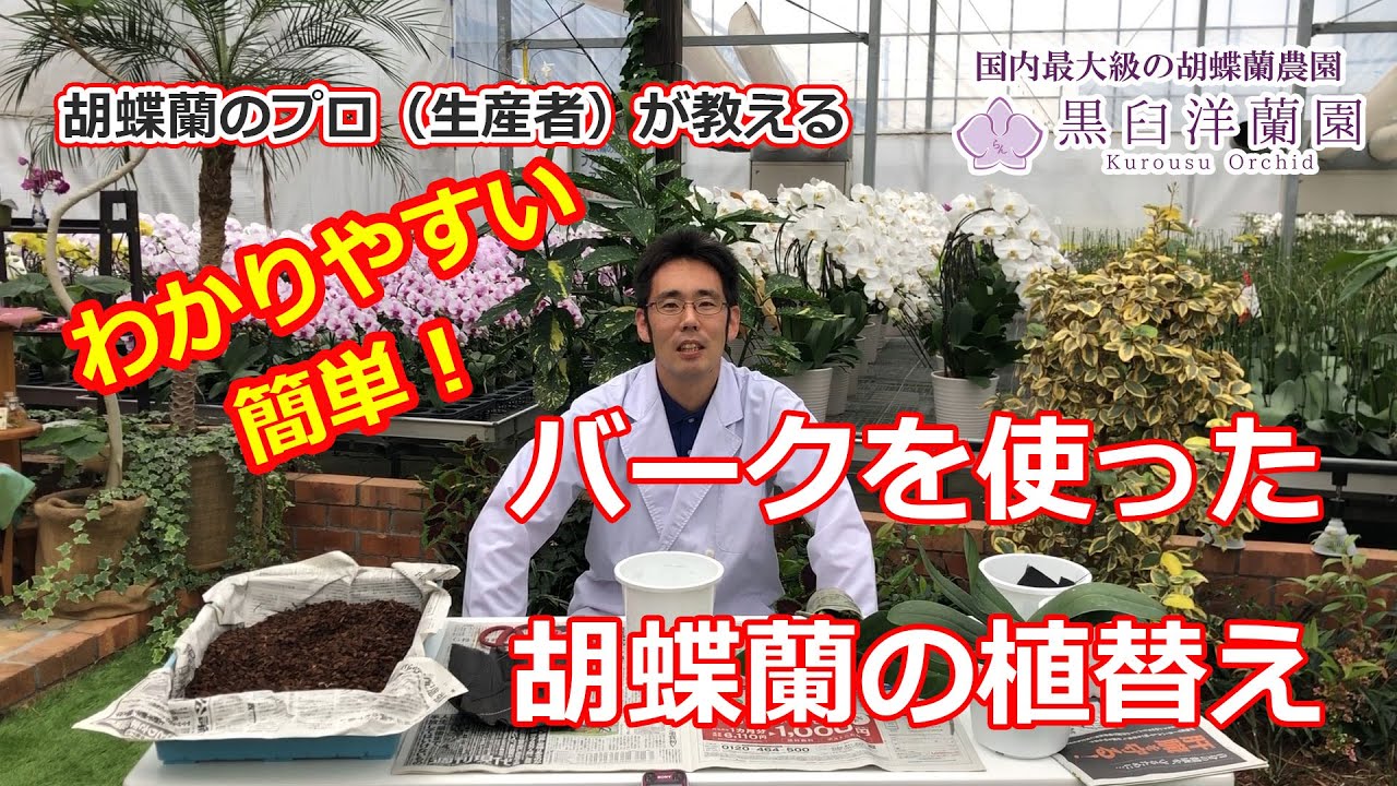 植替え 肥料のあげ方 花 胡蝶蘭専門農園 黒臼洋蘭園 お祝いギフトも通販注文