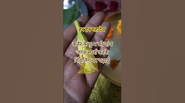 कनेर का पुष्प 5 जगह स्पर्श करके शिवलिंग पर चढ़ाए #viral #shiv #mishrajikeupay #youtubeshorts #mahade