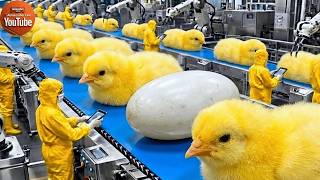 LIVE : Inside the Chicken Processing Factory – From Farm to Packaged Meat (Full Process) #8