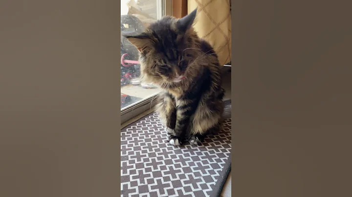 Watch the video about Ultra Clean Kitty