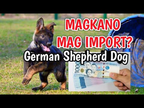 Video: Paano Bumili Ng Isang German Shepherd