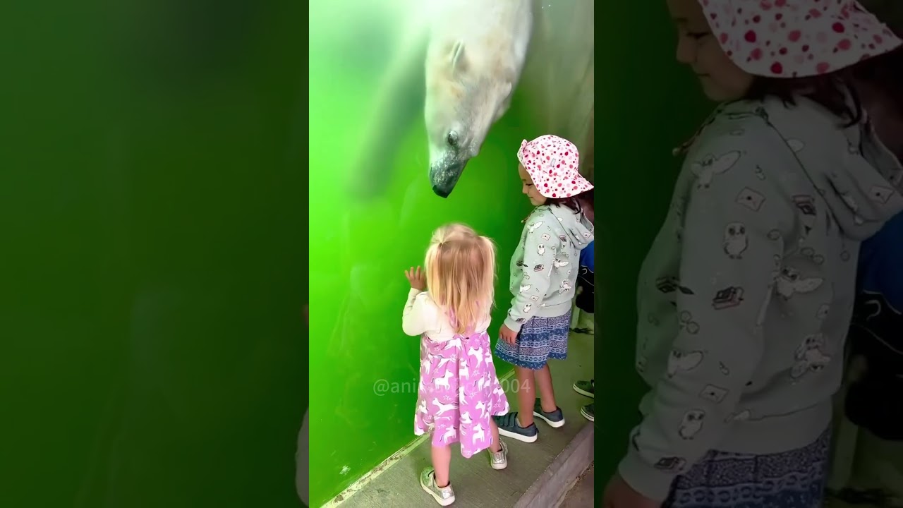 Funny polar bears 🤣😁🤣