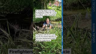 Missing elderly dog’s cries lead firefighters to emotional ditch rescue in Florida