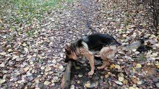 Nr 3 Audrey 04 11 2020 3