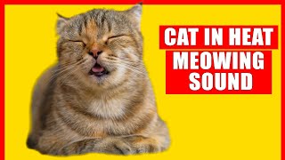 Female Cat in Heat Meowing Sound (Calling Mate). Female Cat Meowing Sound Effect to Find Mate