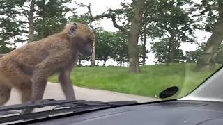 Top 5 Angry Monkey Encounters | Viral Videos