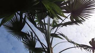 Trachycarpus latisectus ( Windamere Palm) in Vancouver