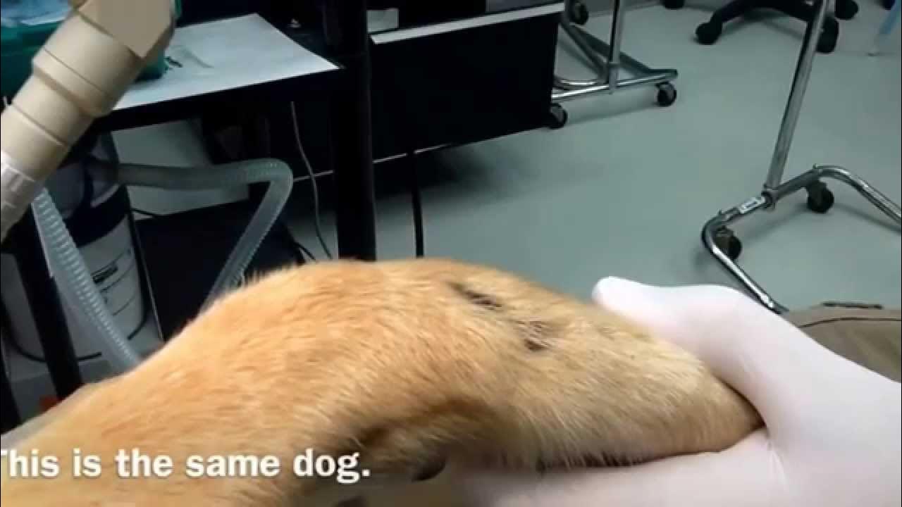 Laser treatment of a chronic lick granuloma in a dog YouTube