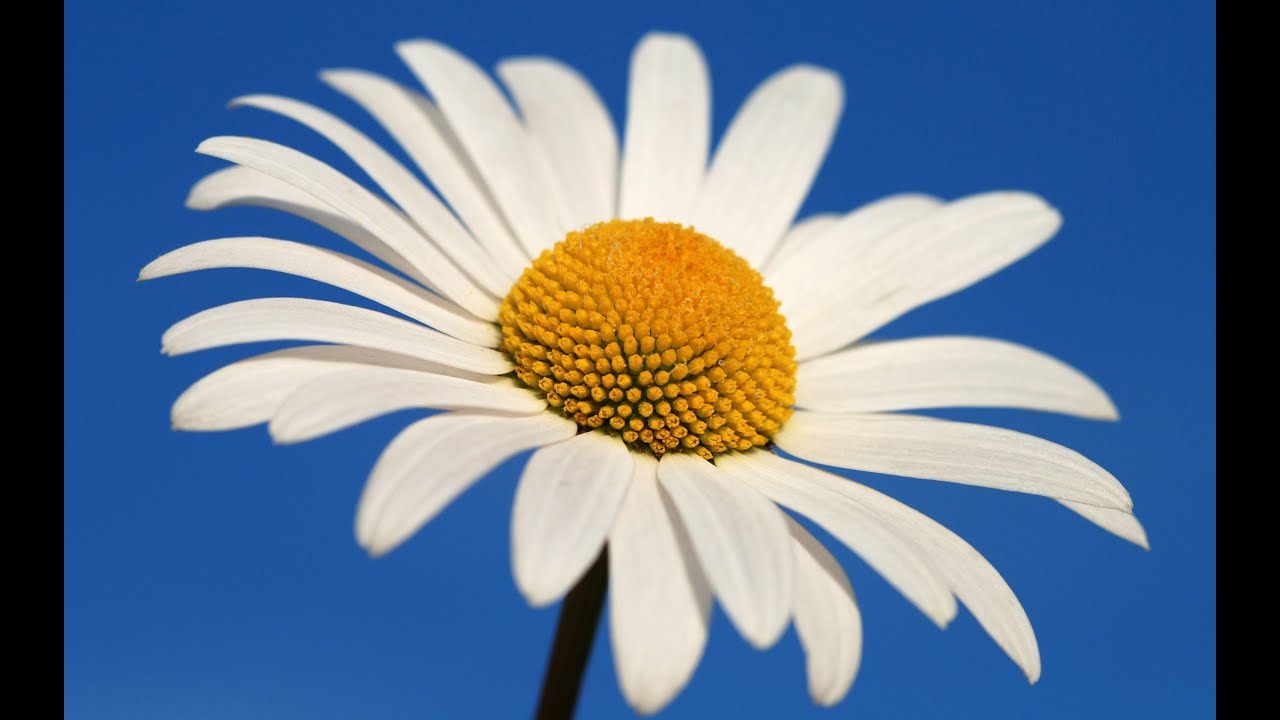 Ricardo Azevedo - Daisy