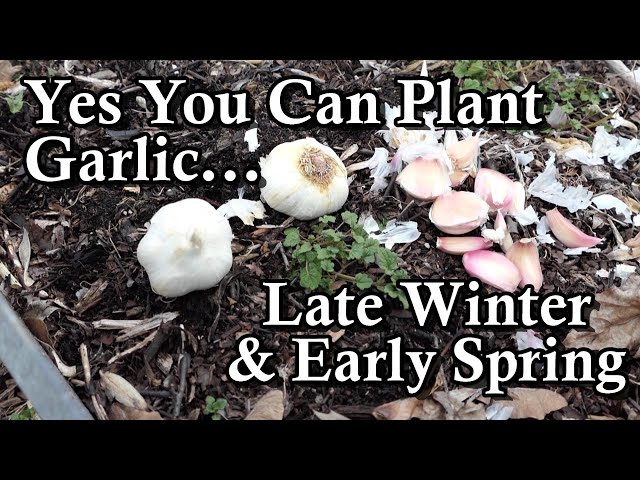 Spring Garlic – From Garden to Table • Butter For All