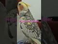 A Happy Cockatiel Singing The Pink Panther كلوبسيت يغني النمر الوردي