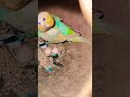 Rambo Bagis#Normal Bagis#shorts#trending#video