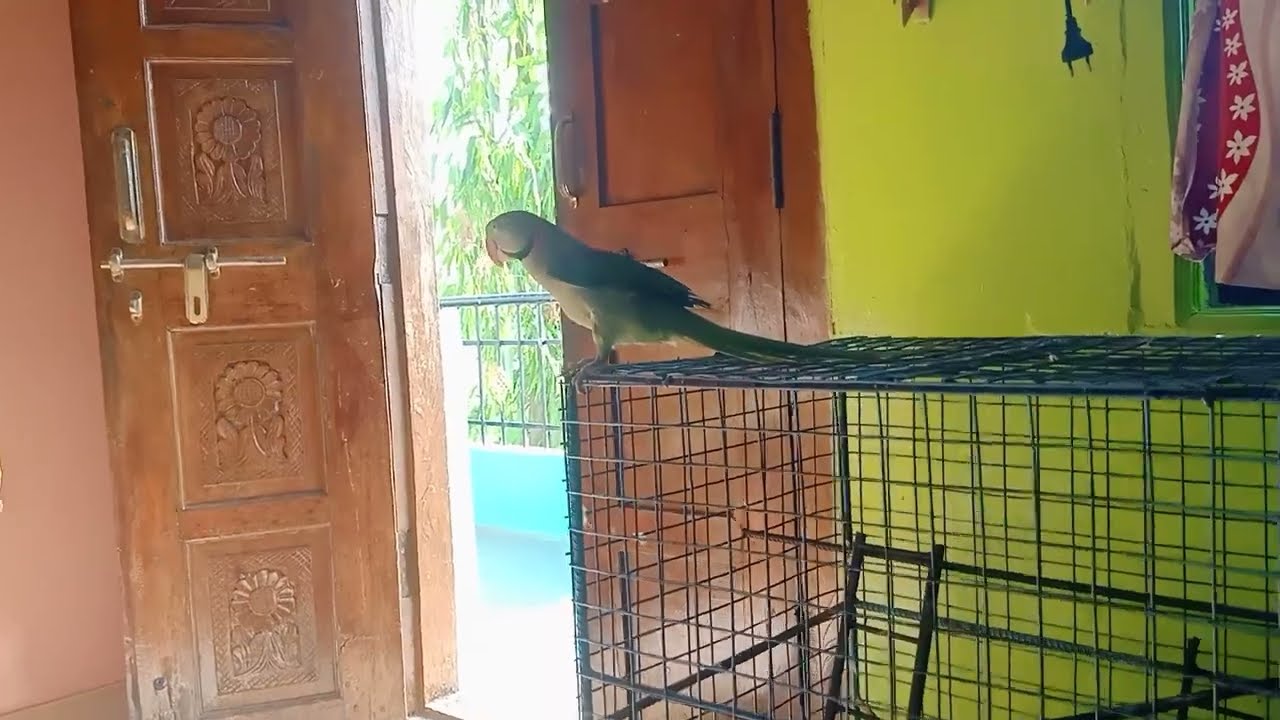 Talking parrot mithu 😍🦜 || alexander parrot cute voice | pahadi parrot talking