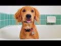 Golden Retriever Extreme Puppy Bath Challenge! ( Jalapeno the dog )