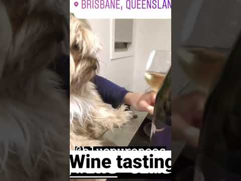 Video: Koirat + viini