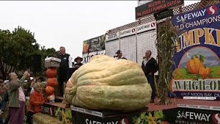 Oh, My Gourd! Giant Pumpkin Squashes U.S. Record