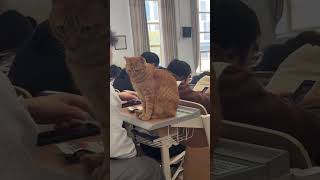 The funny moments of cats in the classroom.#usa_tiktok #fouryou #funnyvideos #fyp #tiktok #cat