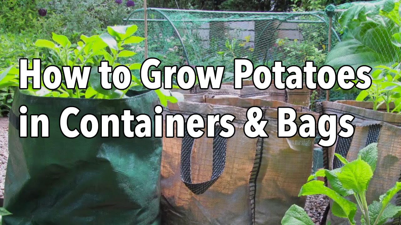 Growing Potatoes in Bags