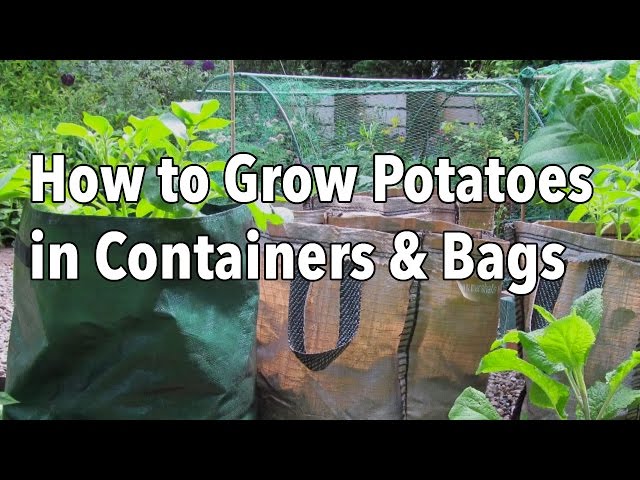 Growing Potatoes In Grow Bags (6 Steps)