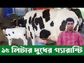 কোয়ালিটি সম্পূর্ণ বাচ্চাসহ হলস্টেইন ফ্রিজিয়ান গাভী দেখাবো