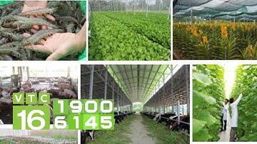 Ngành nông nghiệp luôn là trụ đỡ của nền kinh tế | VTC16