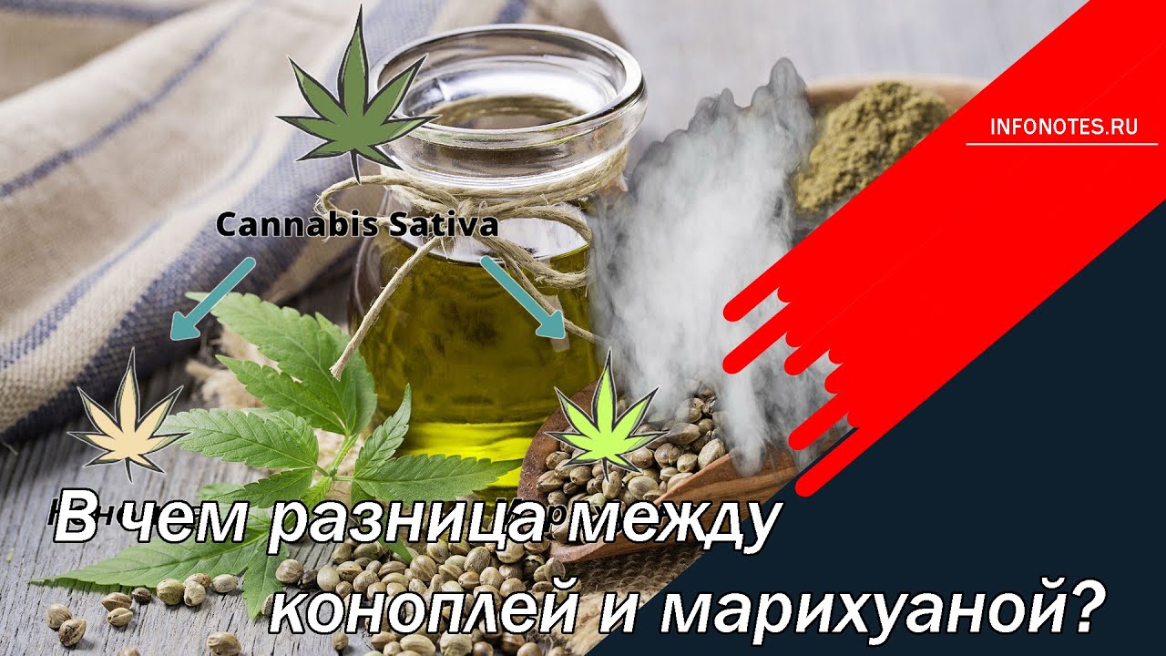 В чем разница между коноплей и марихуаной?