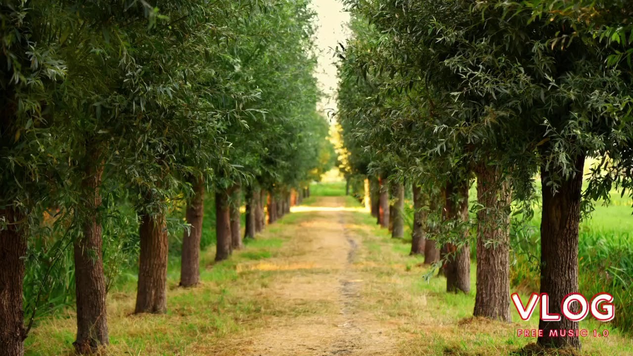 DayFox - Foxylicious I Vlog Free Music 1.0