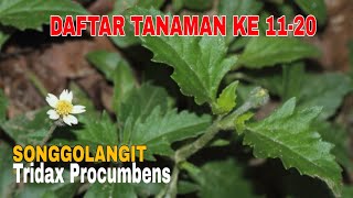10 Tanaman Liar Ini Ternyata Berkhasiat Luar Biasa Seri Tanaman Herbal Nusantara Part 2