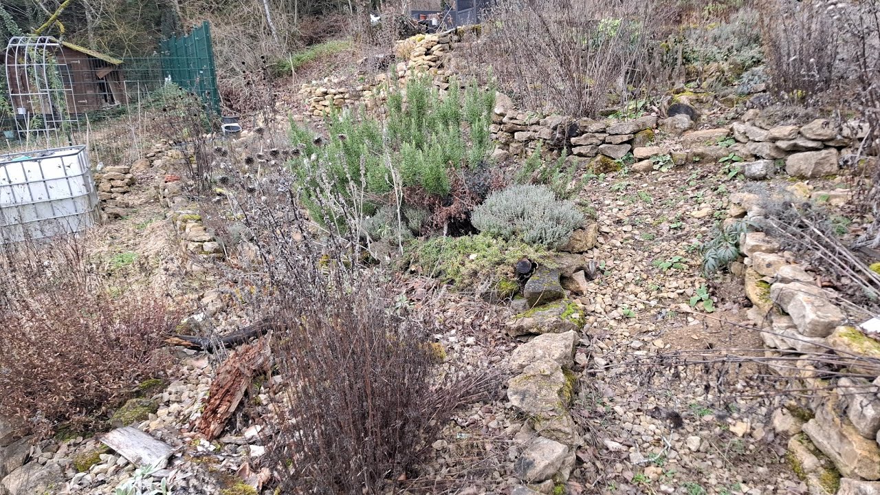 Frühlingserwachen? Es dauert wohl noch etwas im Naturgarten... Update meines naturnahen Gartens