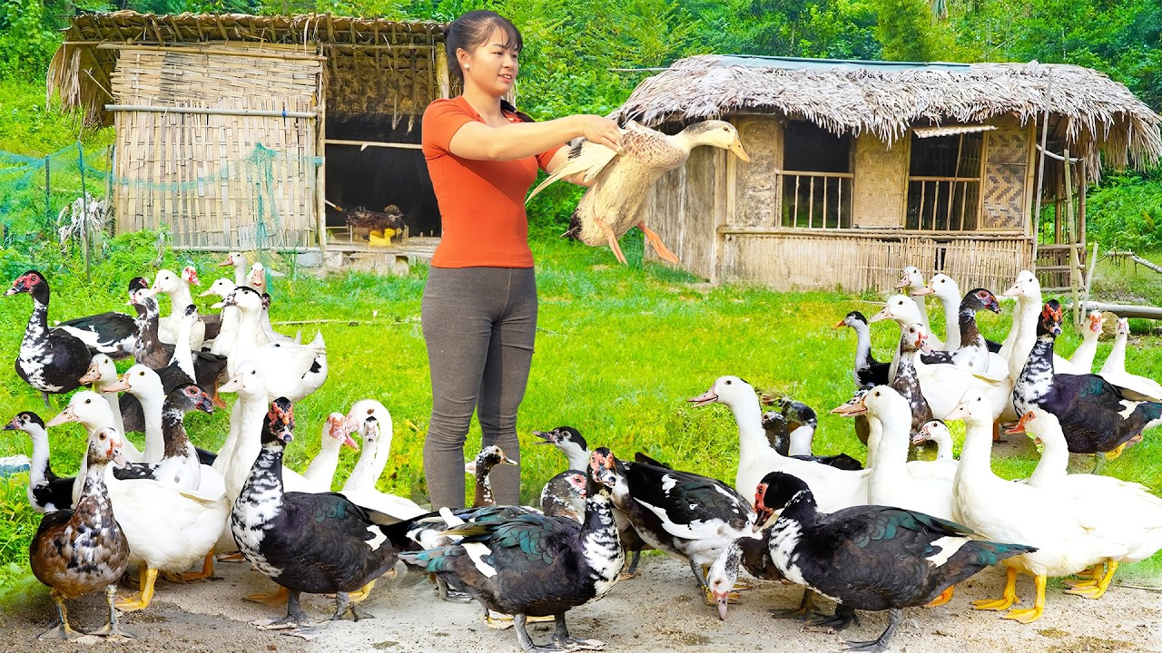 Use 3-wheeled Vehicle Harvesting Many Geese Goes To Market Sell - Take Care Of Animals On My Farm