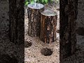 Deep Charged Soil Gardening Arid Mine Restoration Ai 