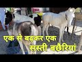 किसान की 3 बछेरी अबलक नुकरी और संजाब  | horse market | pkraj vlogs