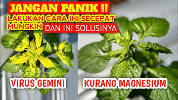 Cara Mengatasi Daun Kuning Pada Tanaman Cabe Rawit | Tips Petani Sukses!