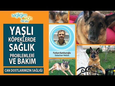 Video: Yaşlı Köpeklere Bakım: Bilmeniz Gerekenler