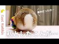 【うさぎ】部屋んぽ中にテンションが上がった可愛いウサギの衝撃映像w【ネザーランドドワーフ】Rabbit vlog #49 Excuse me!!