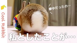【うさぎ】部屋んぽ中にテンションが上がった可愛いウサギの衝撃映像w【ネザーランドドワーフ】Rabbit vlog #49 Excuse me!!
